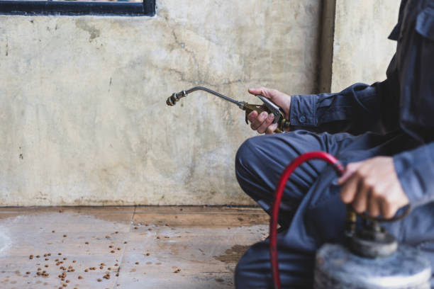 Best Emergency Pest Control  in Kingsley, IA